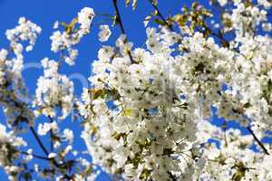 Kirschblüten mit weißen Blüten