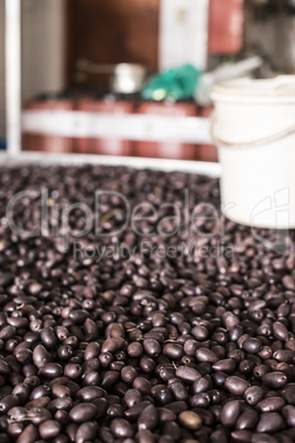 Packaging Olives