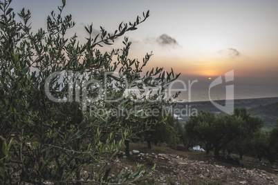 Olive trees, sea and sunset.