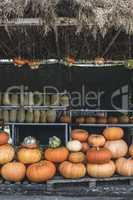 Pumpkins on the market