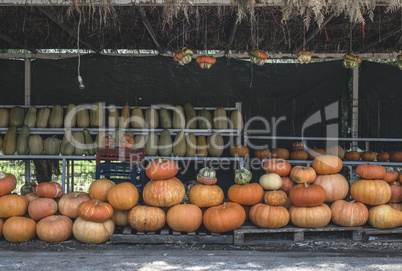 Pumpkins on the market