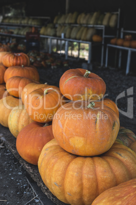 Pumpkins on the market