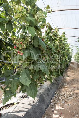 Raspberry in greenhouse