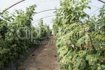 Raspberry in greenhouse