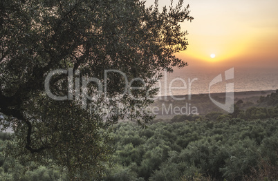 Olive trees, sea and sunset