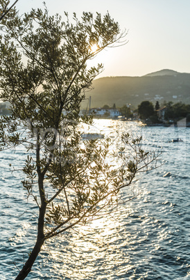 Olive trees, sea and sunset