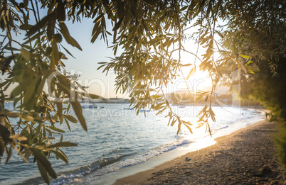 Olive trees, sea and sunset