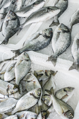 Raw sea bream fish on ice
