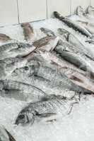 Raw sea bream fish on ice