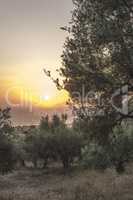 Olive trees, sea and sunset.