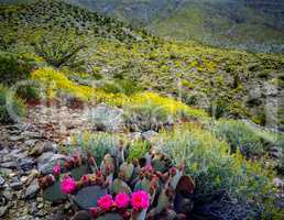 Blooming Desert, Anza-Borego, California