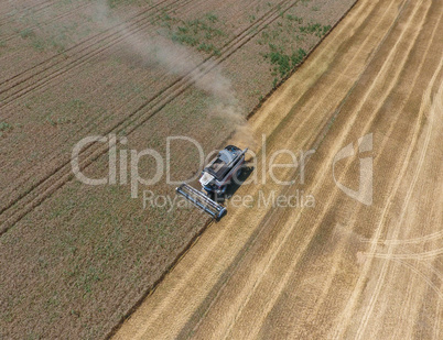 Harvesting wheat harvester