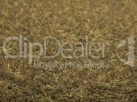 Synthetic grass sepia