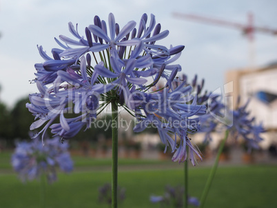 Blue lily flower