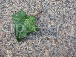 Ivy Hedera plant leaf