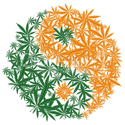 Colorful marijuana design Yin Yang cannabis leaf symbol. Vector.