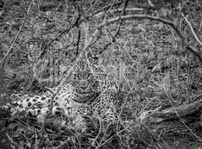 Leopard starring from in between the bushes.