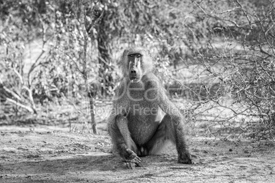 A starring Baboon in black and white.