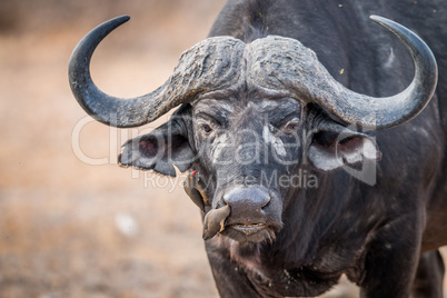 A starring Buffalo with Oxpeckers on him.