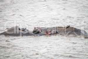 A group of Hippos laying in the water.