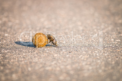 A Dung beetle rolling a ball of dung on the road.