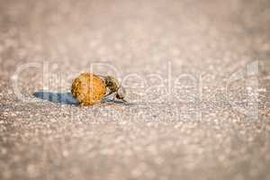 A Dung beetle rolling a ball of dung on the road.
