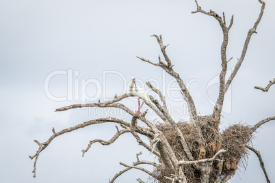 An African spoonbill sitting in a tree in the Kruger National Park.