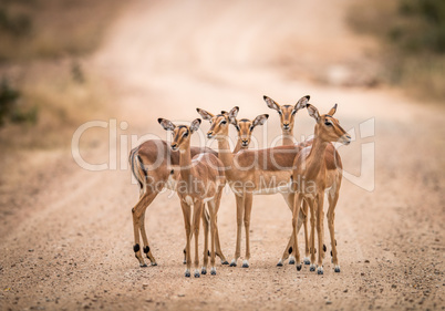 A starring group of female Impalas in the middle of the road.