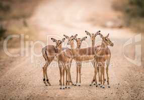 A starring group of female Impalas in the middle of the road.