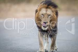 Male Lion walking towards the camera in the Kruger National Park.