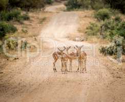 Group of starring female Impalas in the middle of the road.