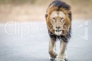 Male Lion walking towards the camera in the Kruger National Park.