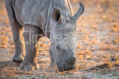 A baby White rhino sniffing the dirt.