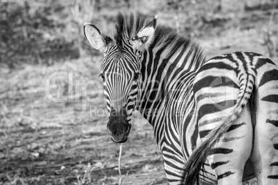 A starring Zebra in black and white in the Kruger National Park.