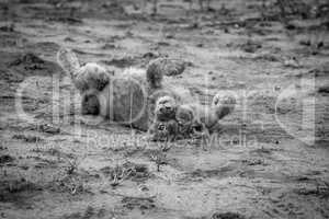 Lion cub laying in the dirt in black and white.