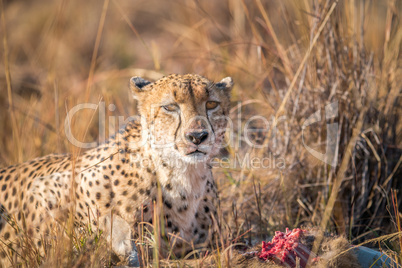 Cheetah on a Reedbuck kill in the Sabi Sabi game reserve.