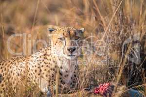 Cheetah on a Reedbuck kill in the Sabi Sabi game reserve.