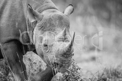 A Black rhino starring in black and white.