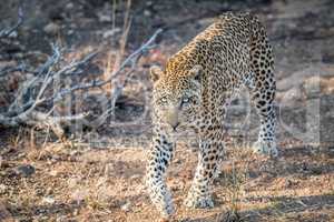 Leopard walking towards the camera.