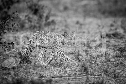 Walking baby Leopard in black and white.