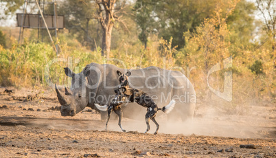 African wild dogs playing in front of a White rhino.
