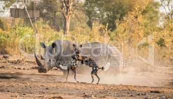 African wild dogs playing in front of a White rhino.