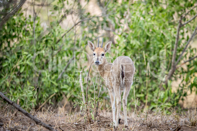 A common male Duiker starring at the camera.
