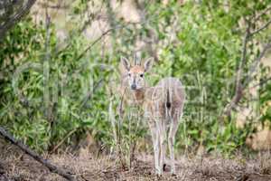 A common male Duiker starring at the camera.