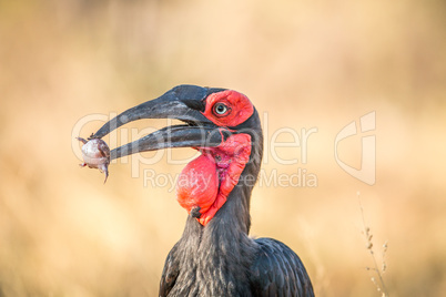 Southern ground hornbill with a Rain frog kill.