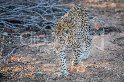 Leopard walking towards the camera.