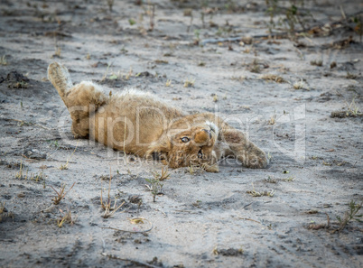 Lion cub laying in the dirt in the Sabi Sabi game reserve.