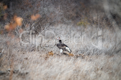 A Lappet-faced vulture on a carcass in the Kruger National Park.