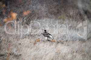 A Lappet-faced vulture on a carcass in the Kruger National Park.