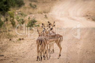Group of starring female Impalas from behind in the middle of the road.